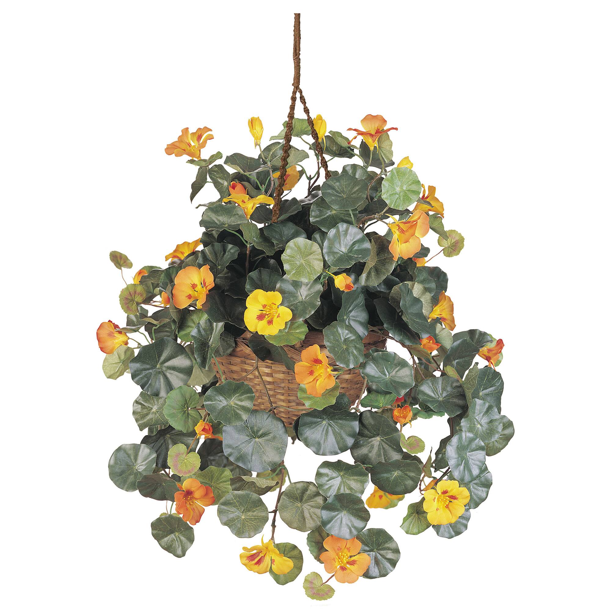 22" Golden Nasturtium Hanging Basket